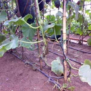 蔬菜節水灌溉